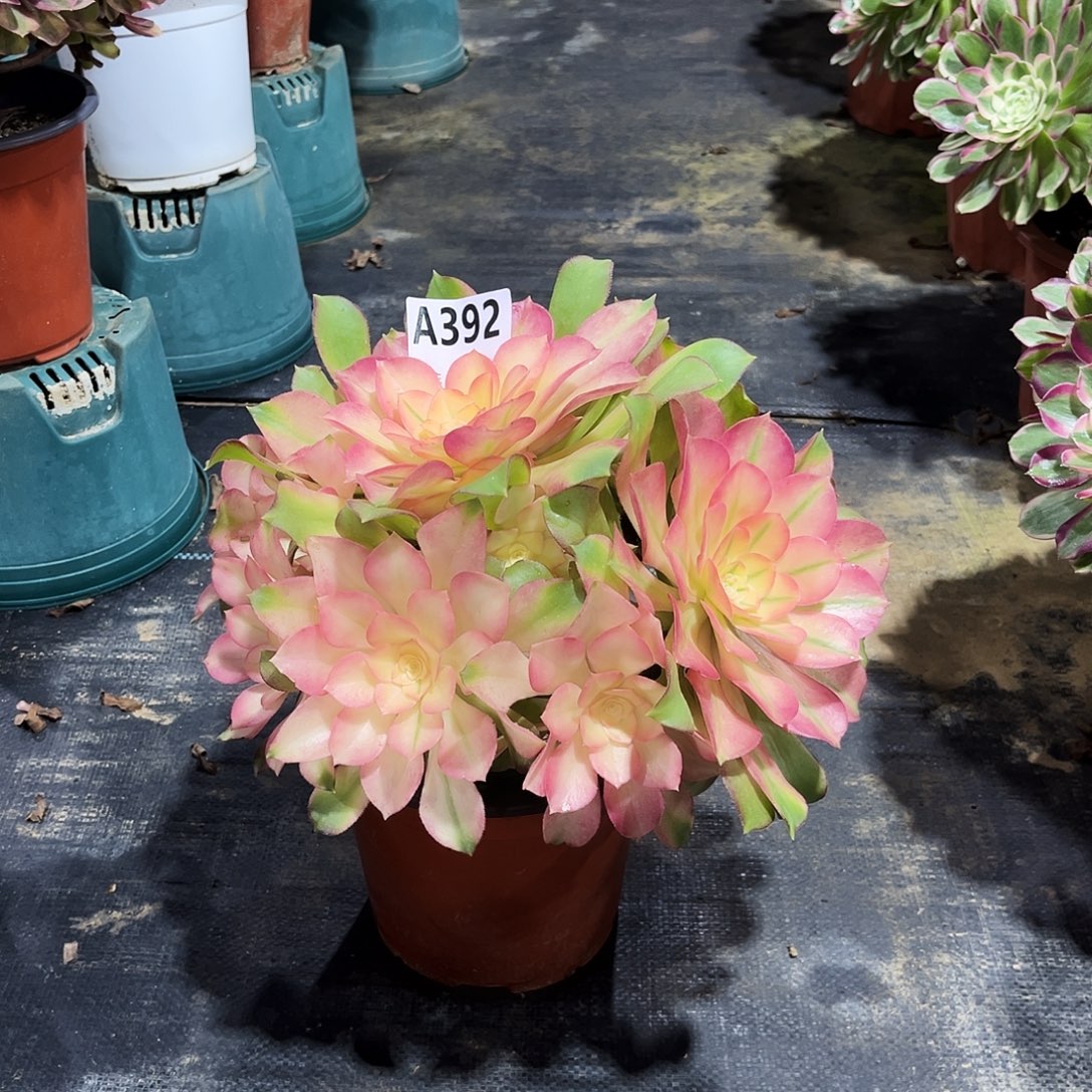 多肉植物香妃392多肉