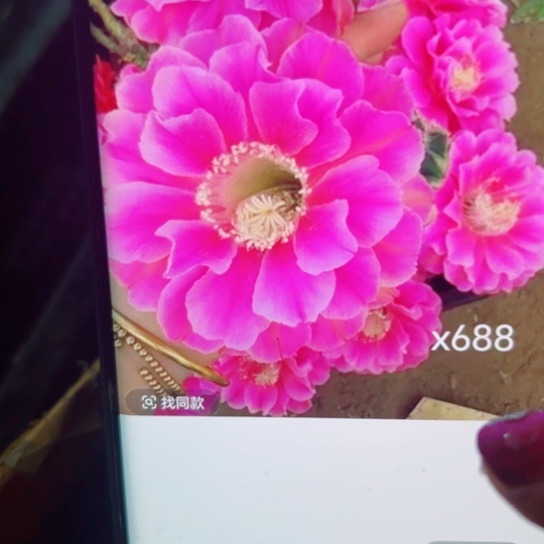 下50彩草X688歪无根侧芽4公分左右20包邮
