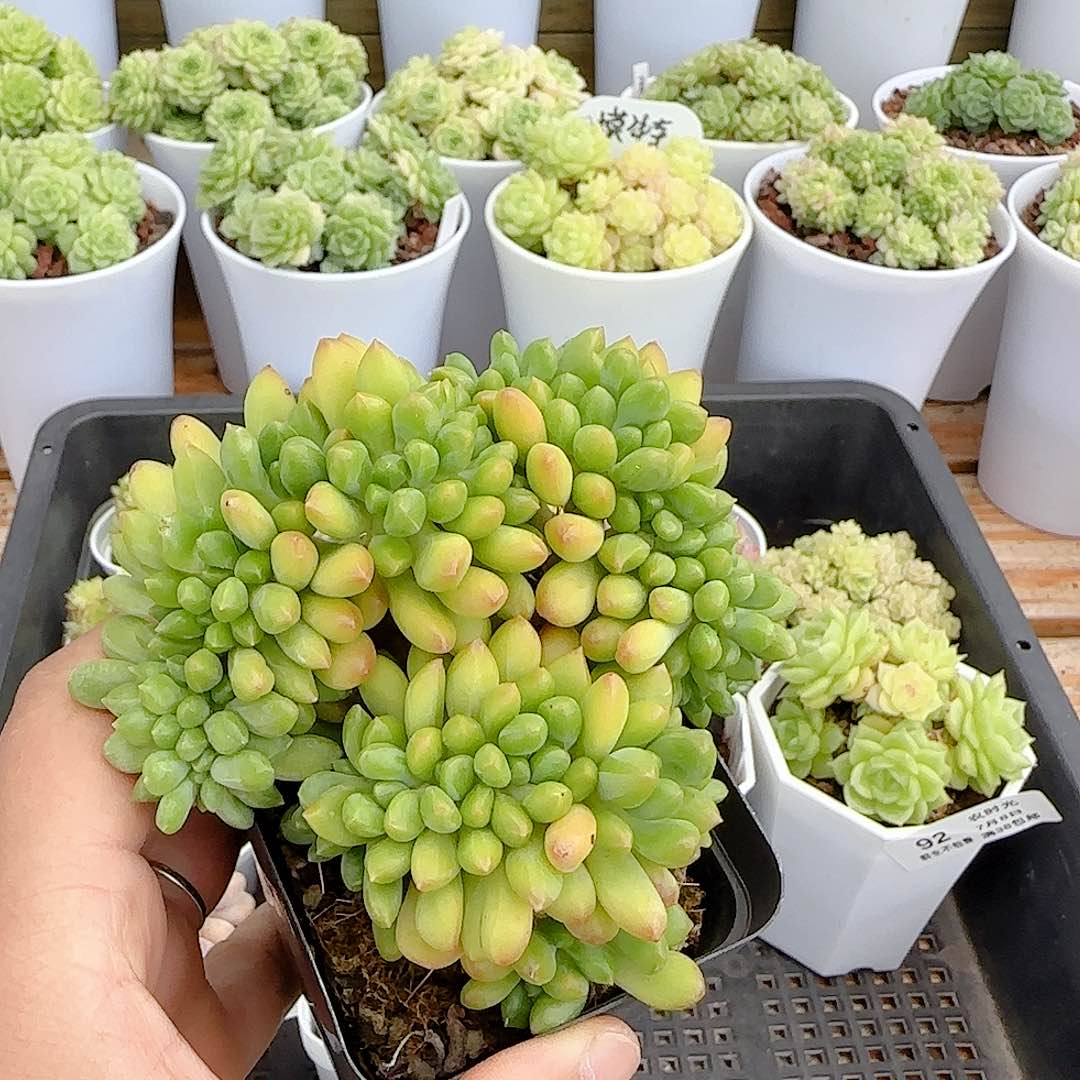 【闪购商品】0708-95缀化