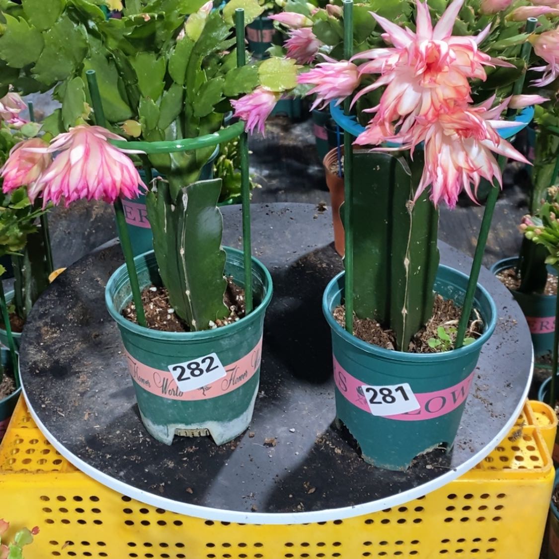 【闪购商品】当前无花朵，栽培后可花朵小*驴282.281嫁接073和068