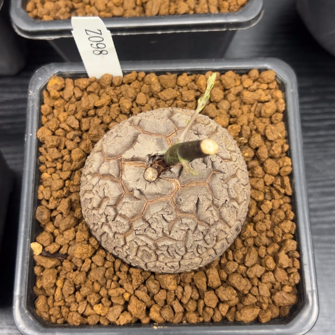 精品盆栽养定的龟甲龙98号