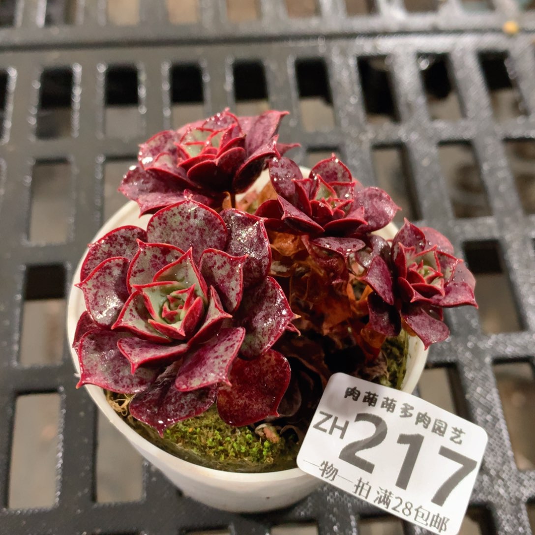 肉萌萌拇指盆精控多肉ZH217