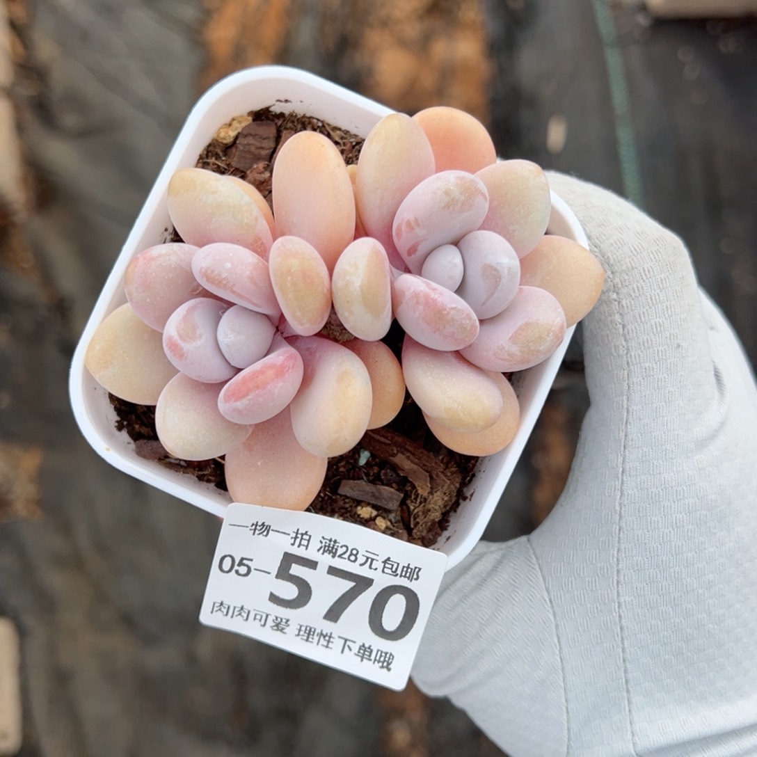 粉兔多肉多肉多肉多