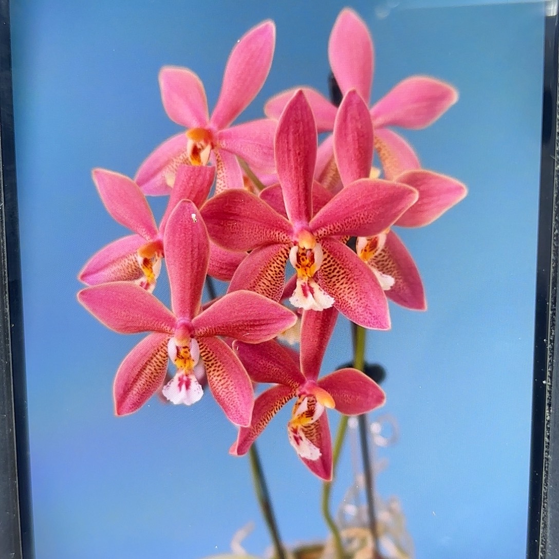 当前无花栽培后可以开花青铜少女