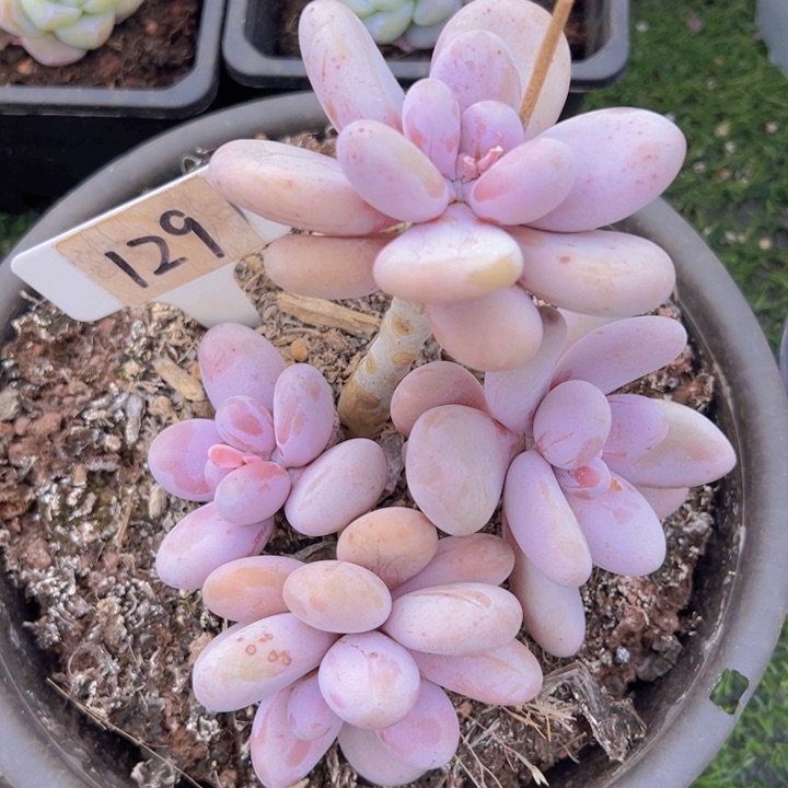 健健康康平平安安