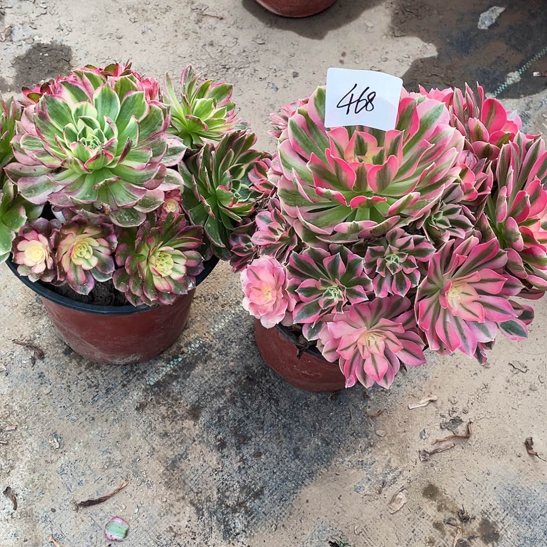 多肉法师468号粉女巫➕粉海王发货不包损