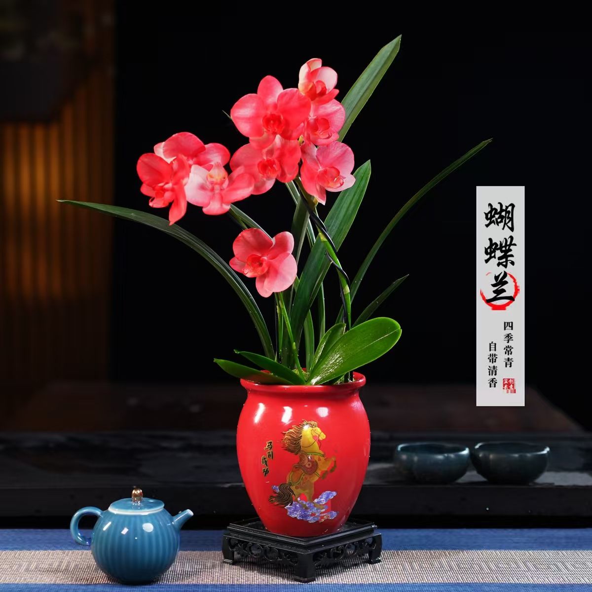 喷色款蝴蝶兰盆栽四季常青花卉茶桌面净化空气花办公室绿植