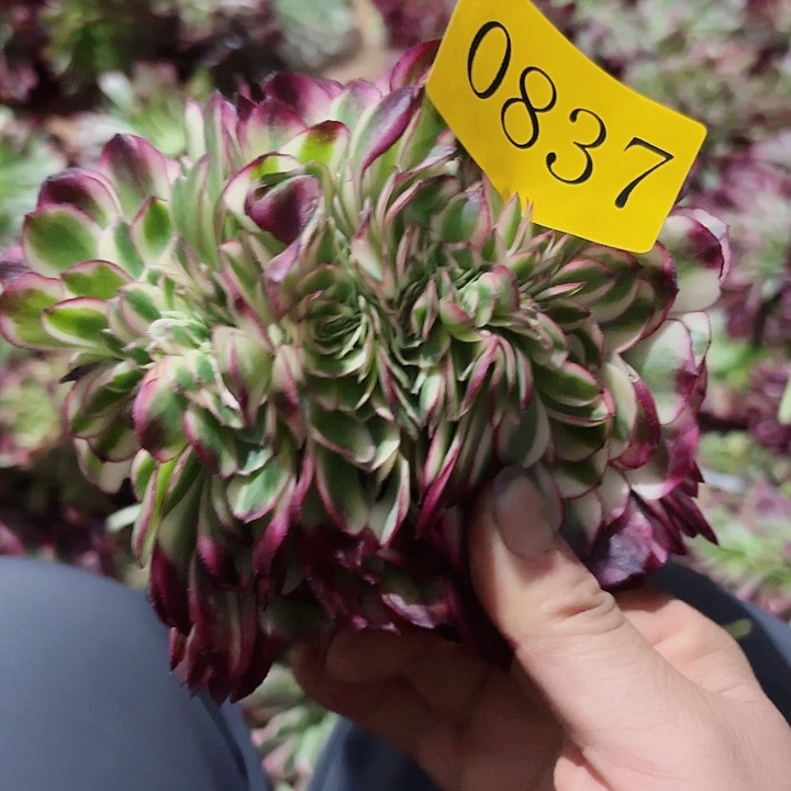 多肉植物福利缀0837