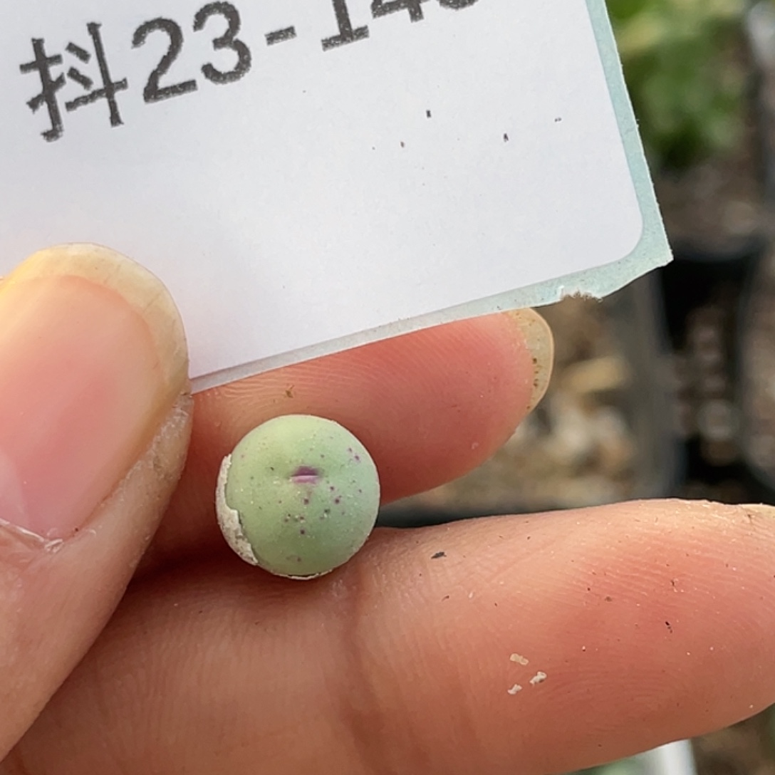 23-145嘴多肉植物肉锥