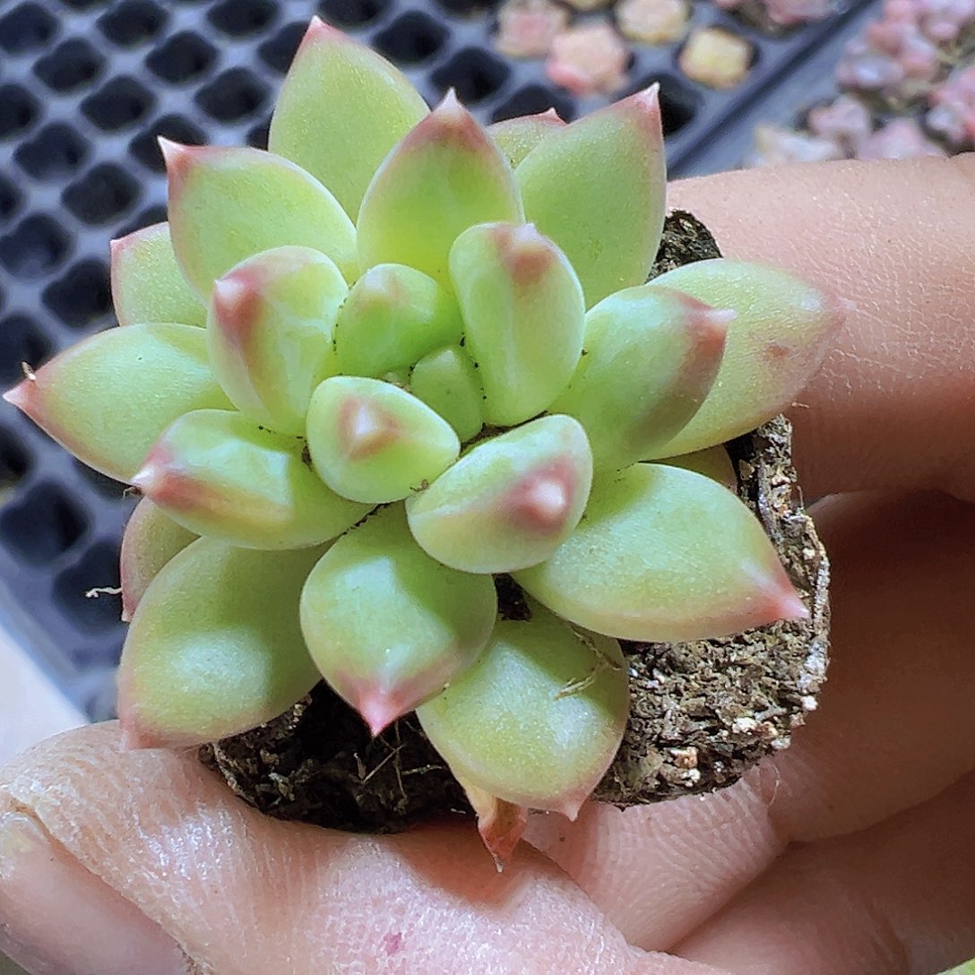 甲骨文苗5个19包邮也哦肉植物