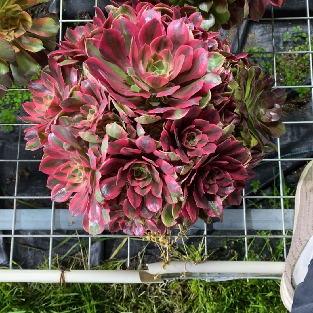 全部花朵艺*多肉植物组合拼盘2