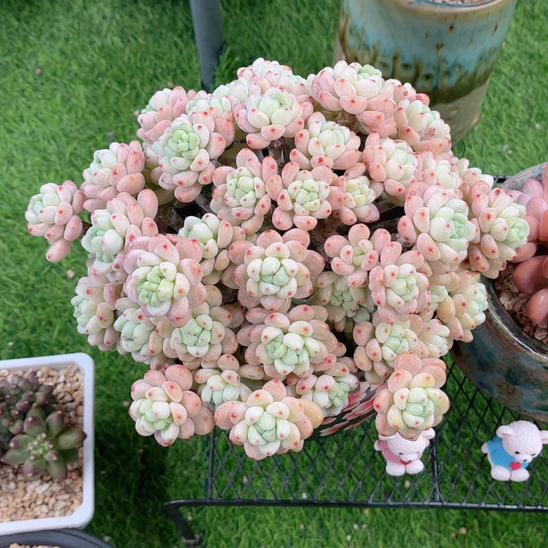 韩版樱花罗琦多肉