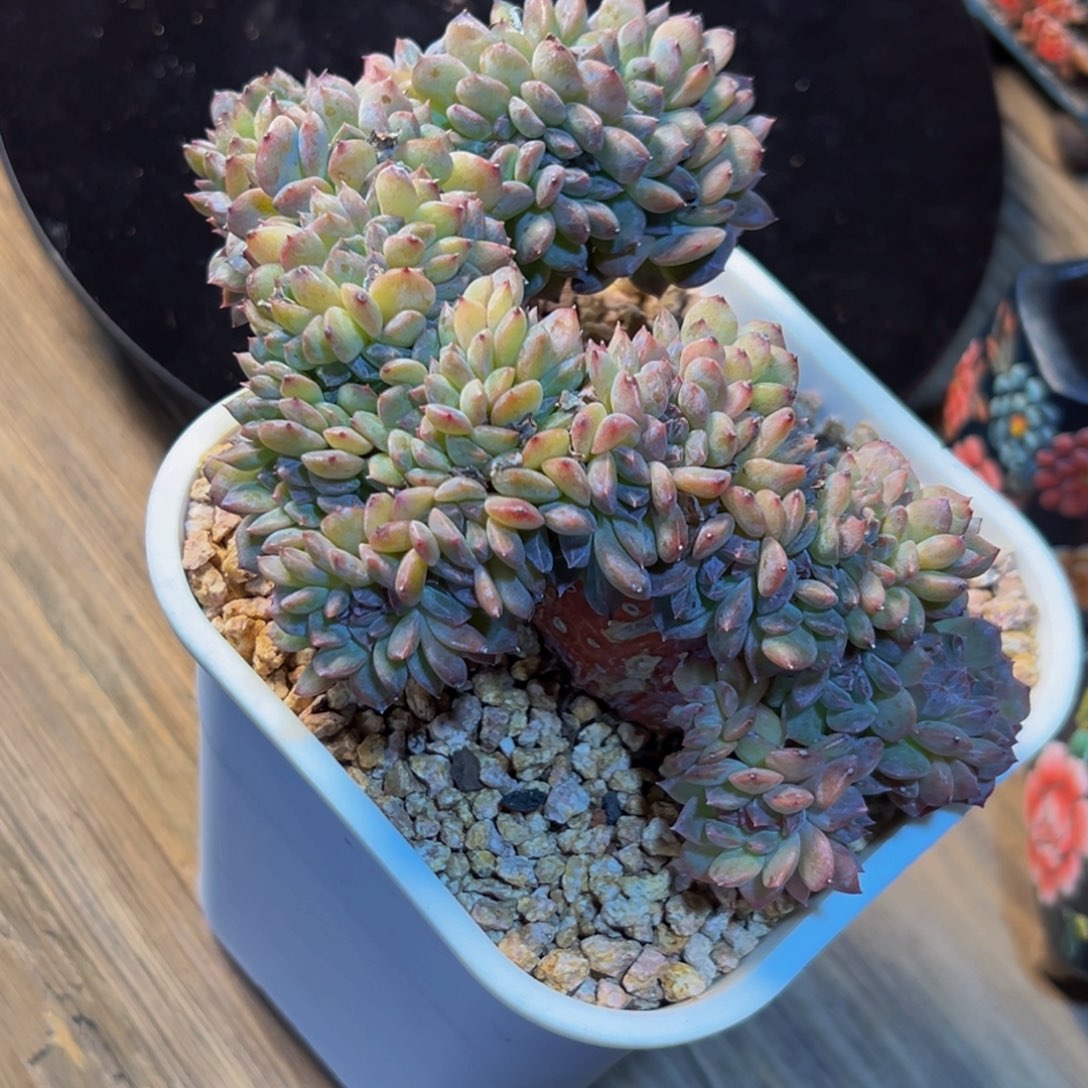 琪***琪新年快乐 新年快乐