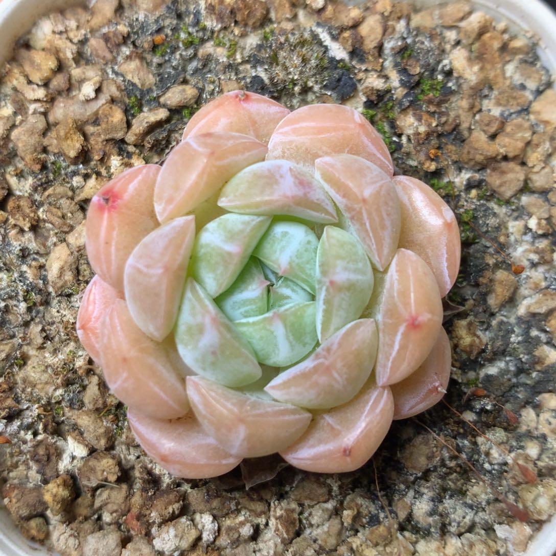 19 精品多肉一物一拍