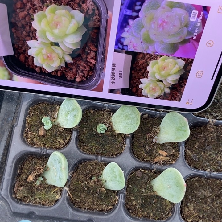 甜心351芽苗一个多肉