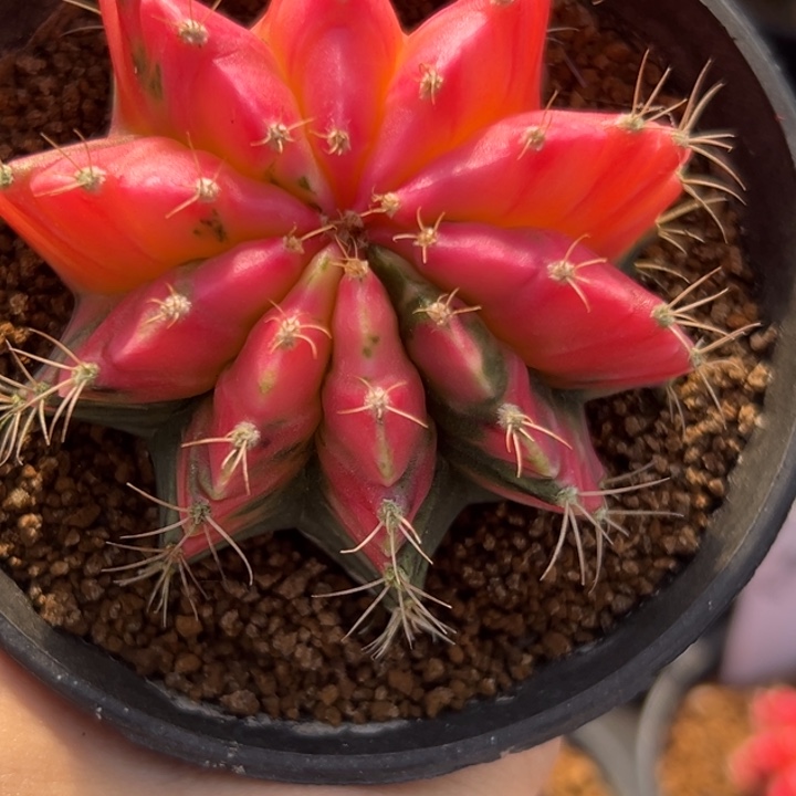 泰国米哈仙人球实生