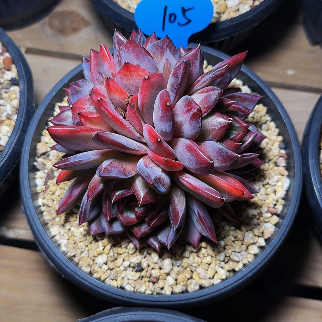 晨***悟四头夜魔侠105号一物一拍