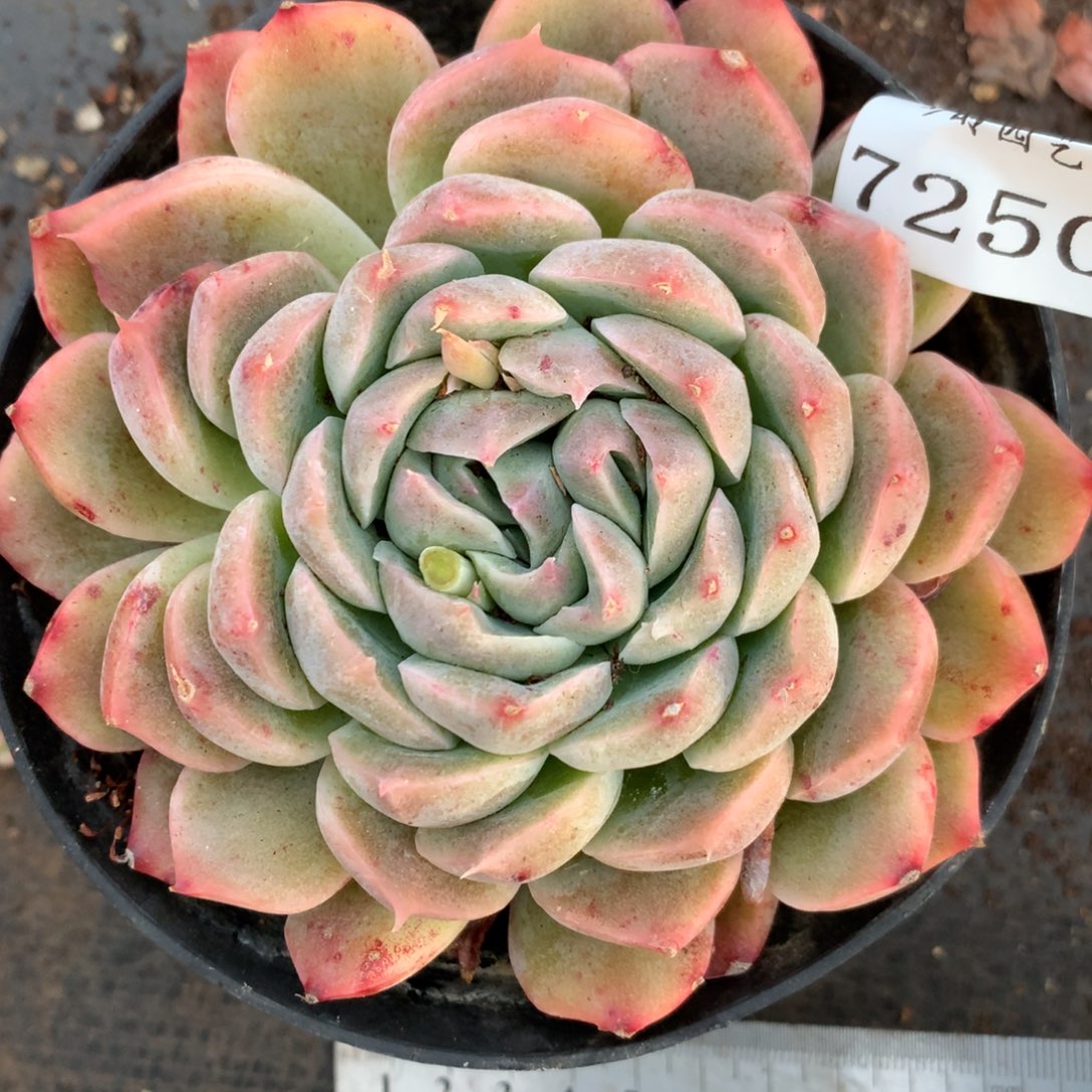 7250杂交精品基地10厘米