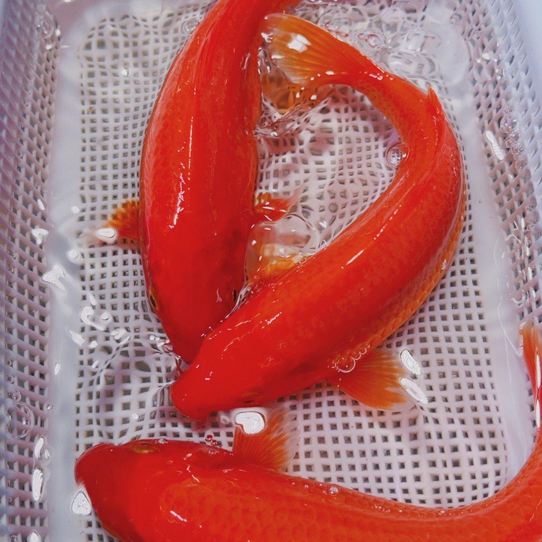 海水鱼锦鲤观赏鱼