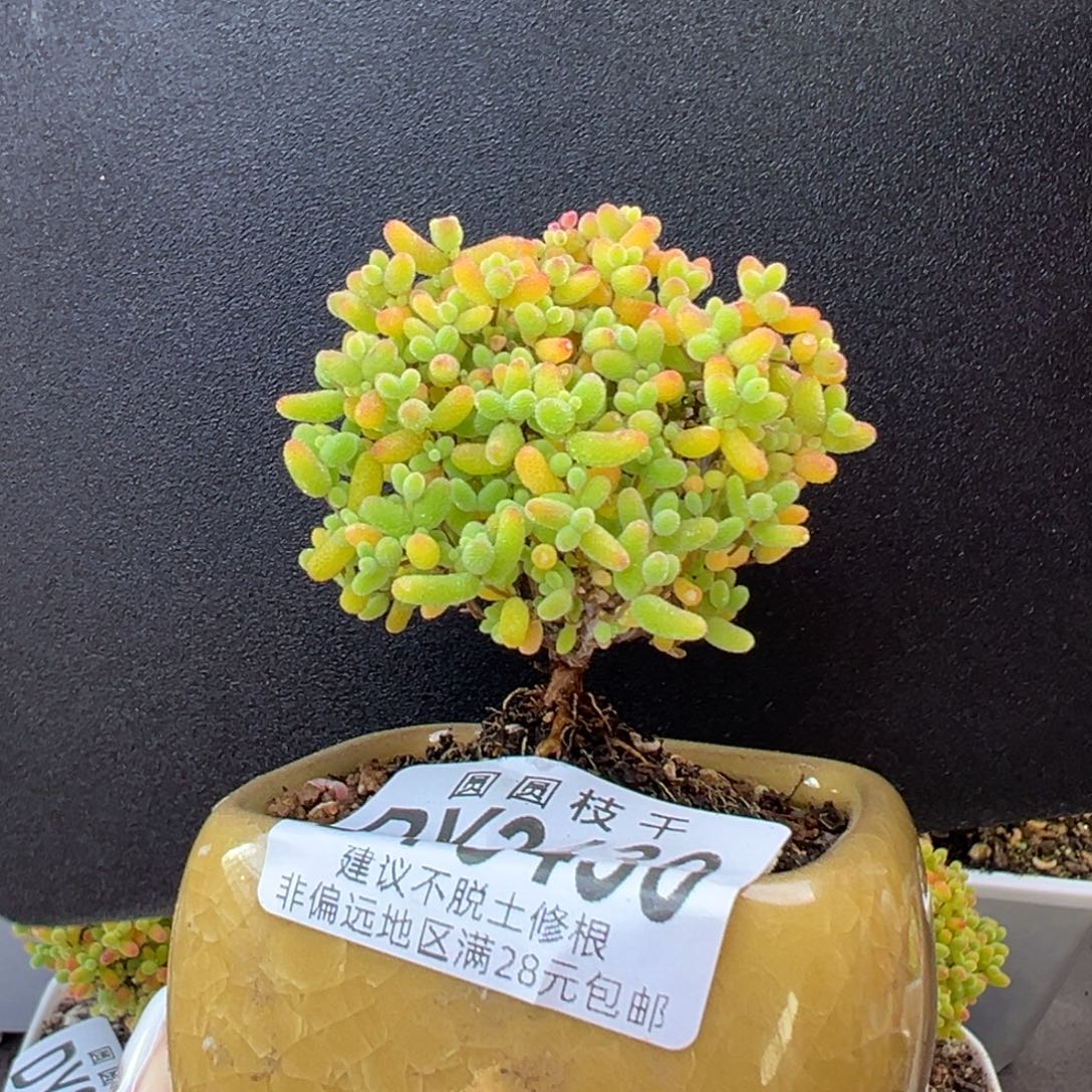 漏 dy3430精控蜜橘糖球冠幅4.5cm送盆