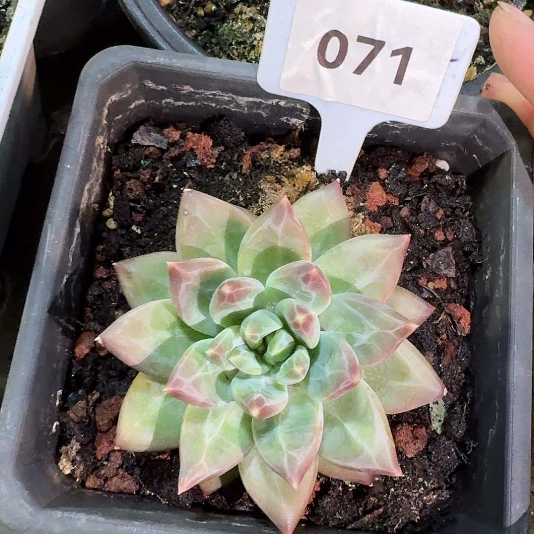 韦斯特曼888888888888888