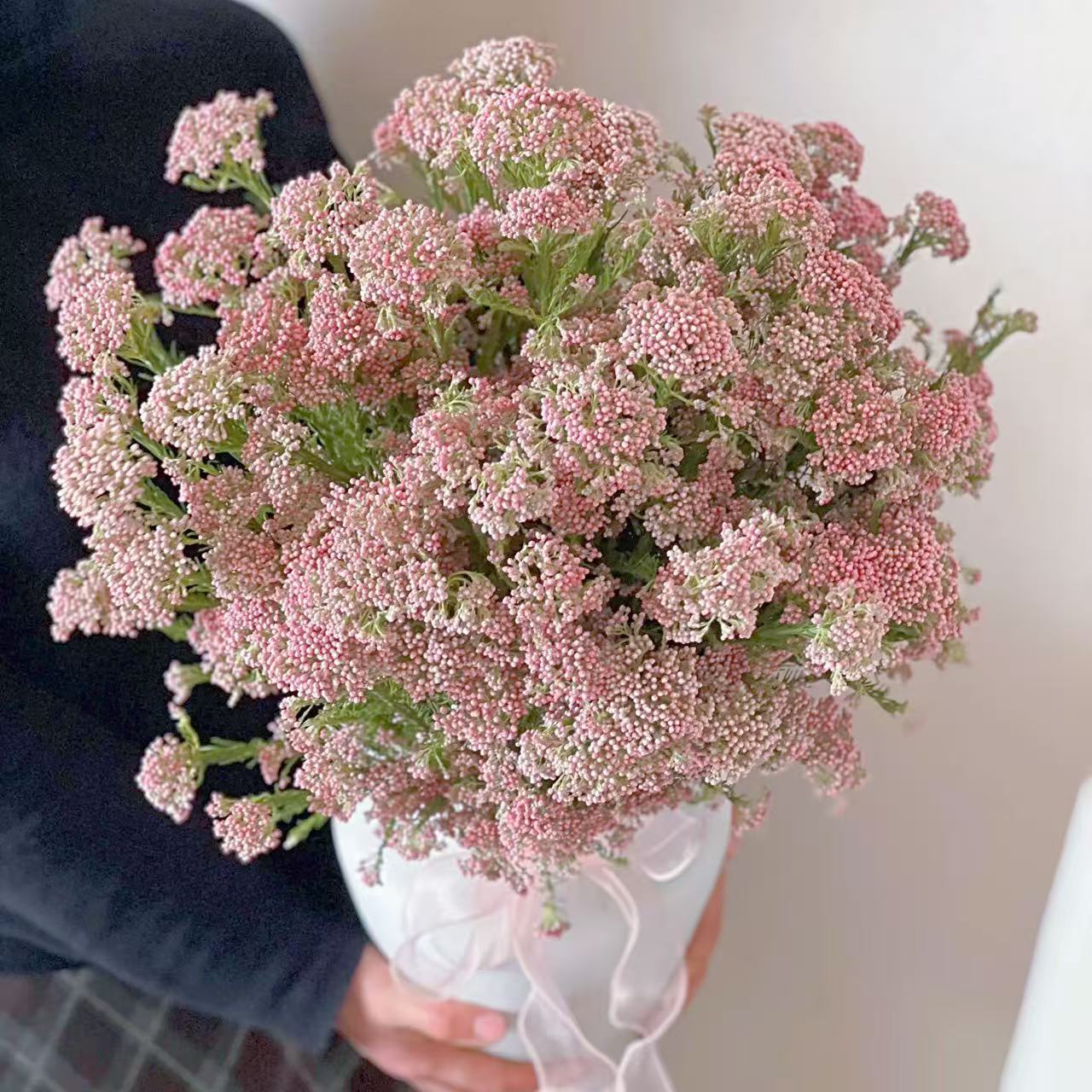 【顺丰包邮】60-70cm小米花澳洲米花鲜切枝可做干花云南基地直发