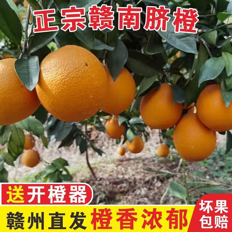【微瑕带花皮】正宗江西赣南脐橙新鲜现摘当季甜橙子产地直发3