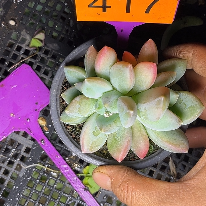 多肉植物优选三色417