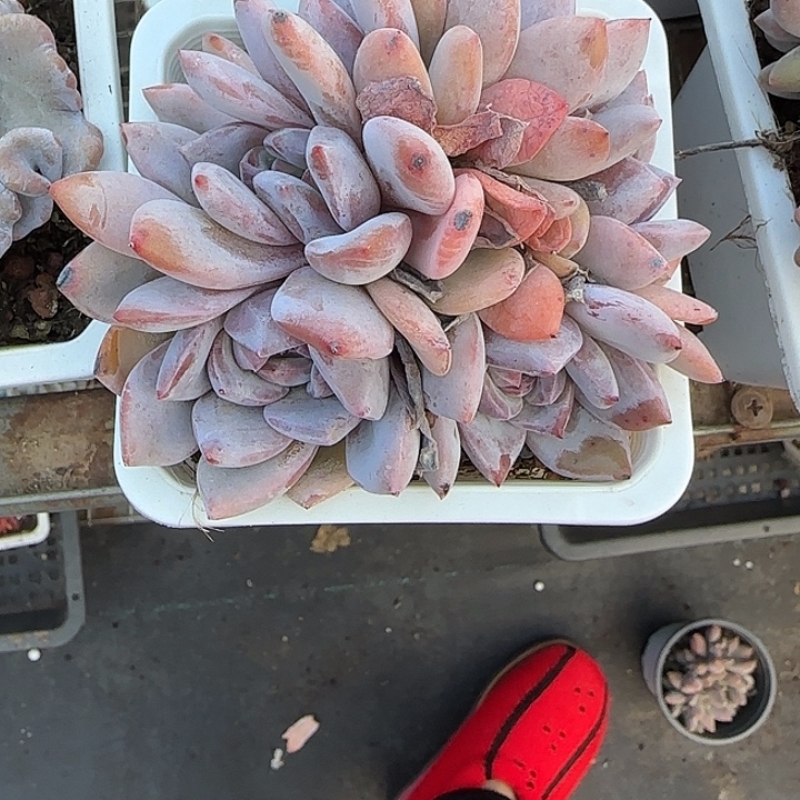 青蛙王子儿童牙膏11111