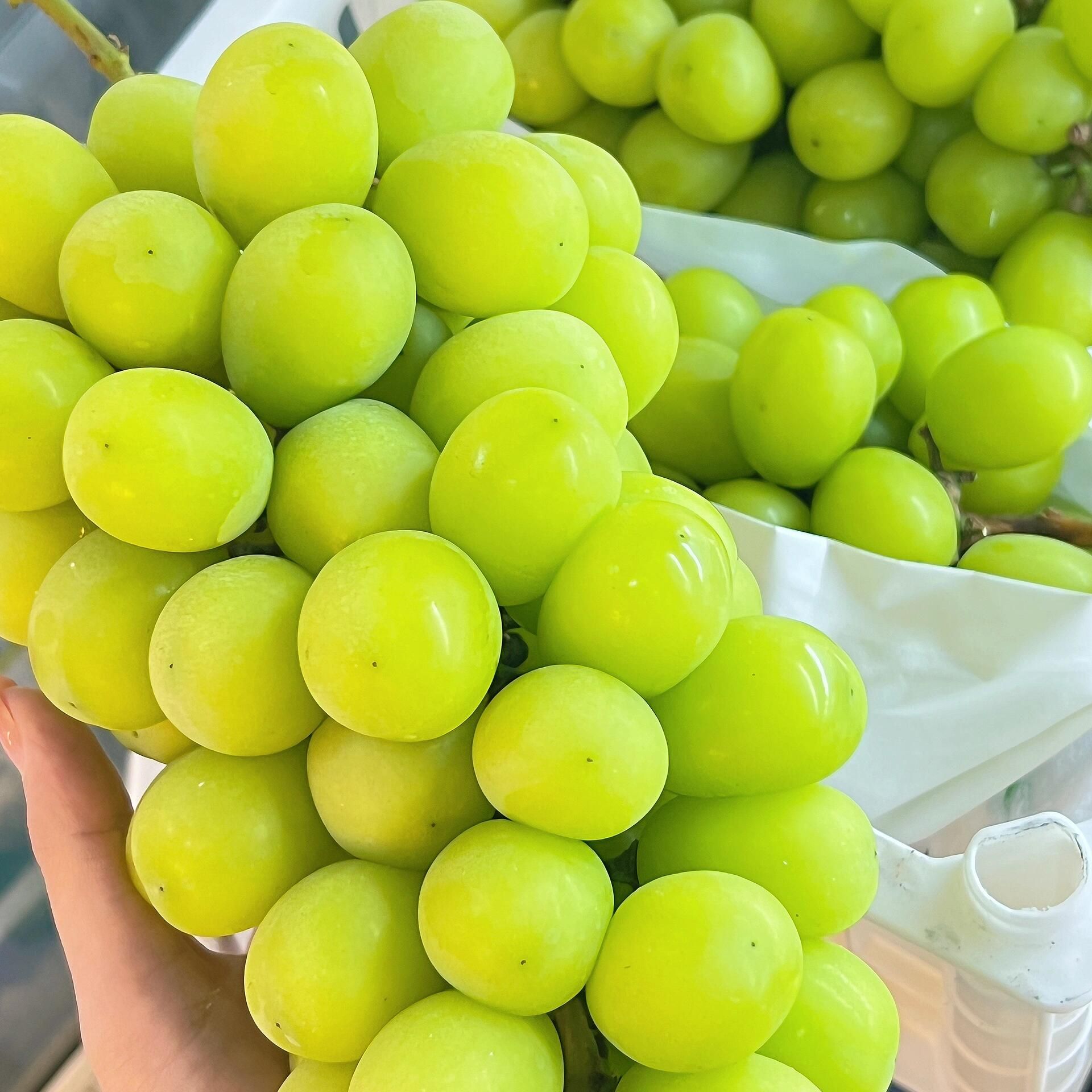 精品阳光玫瑰（约2斤）四川省