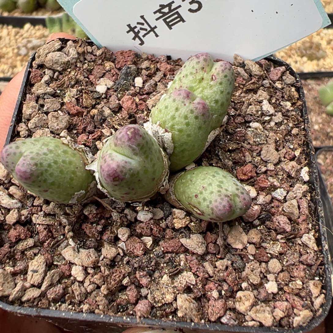 太***！3-05肉锥多肉植物