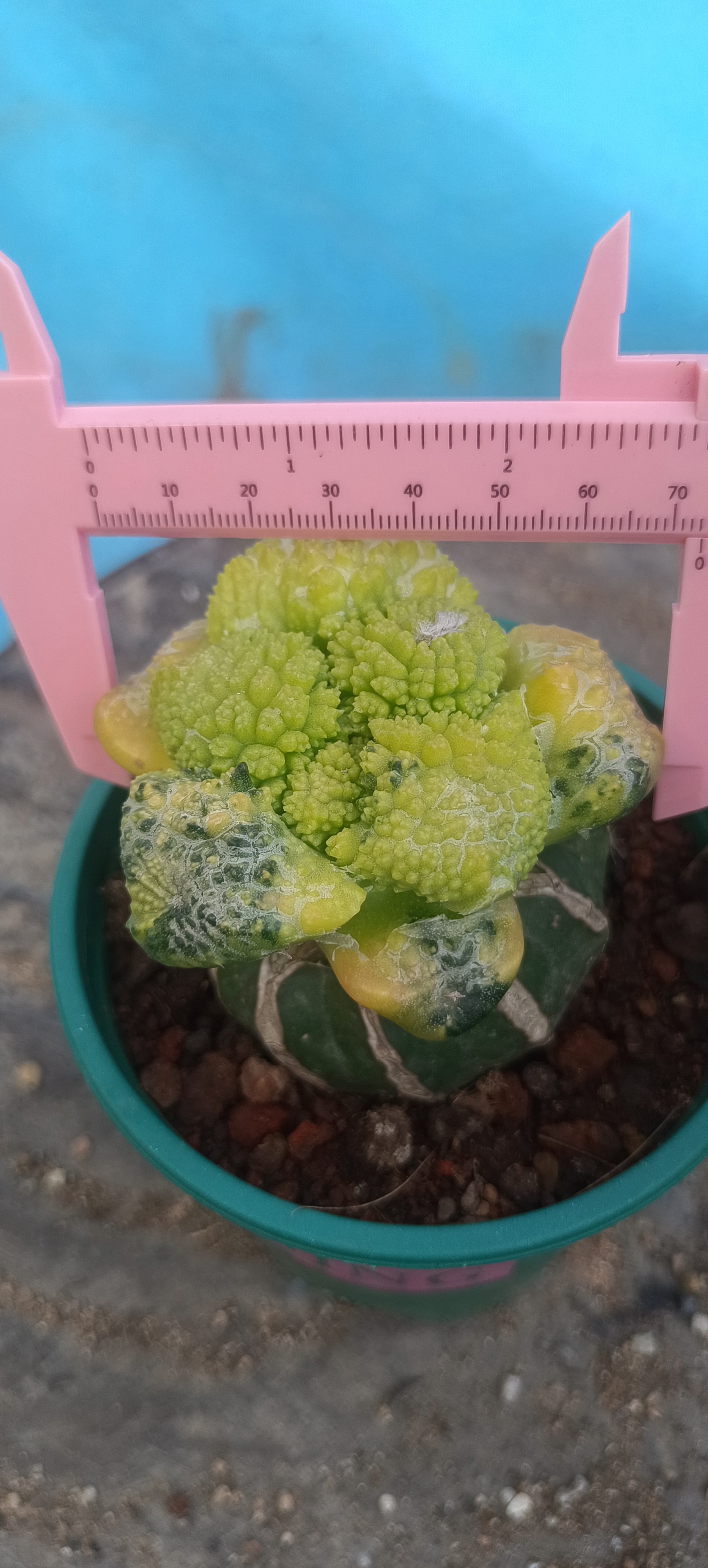 哥斯拉龟甲牡丹散斑拉丝花锦苗接草球盆栽防辐射好养