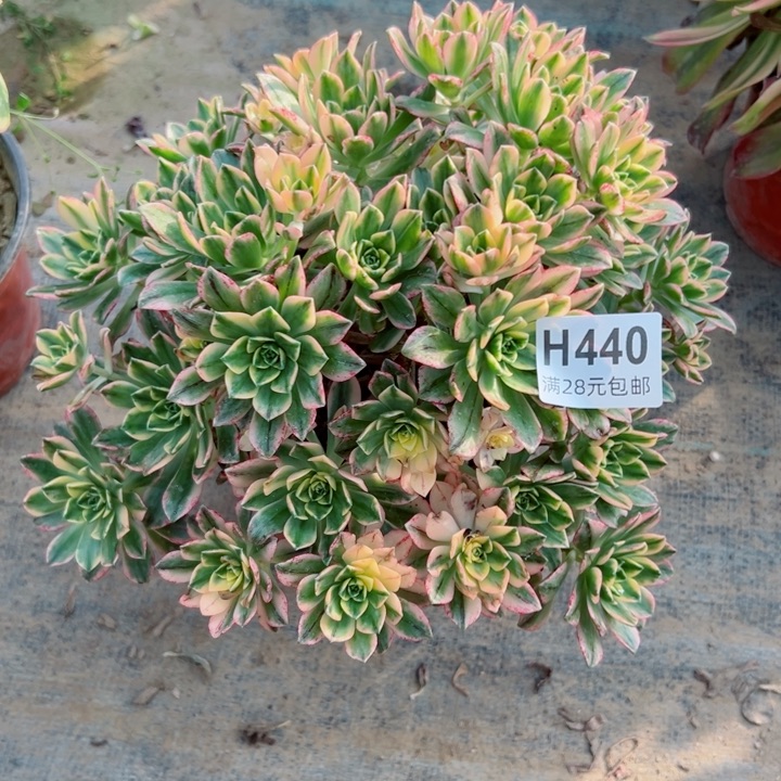 440甜茶多肉多肉