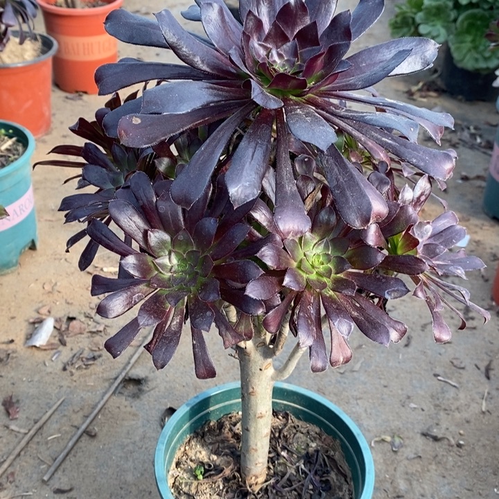 墨法多肉植物10。  