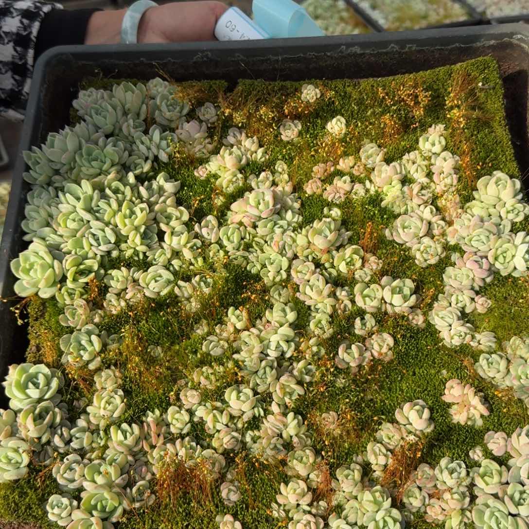 多肉杂交珍妮切糕24-58