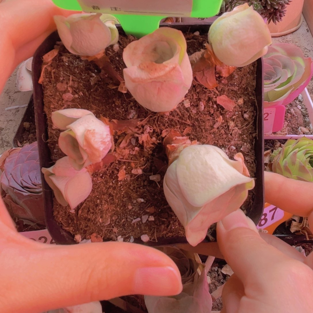 369山地玫瑰绿色