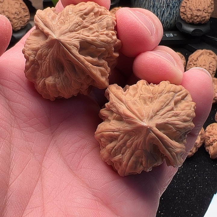 文玩核桃把件野生曹大龙 精品 38.5尺