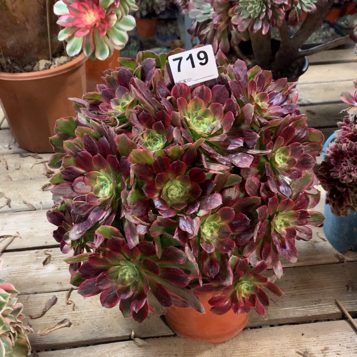 719安娜绣球多肉法师