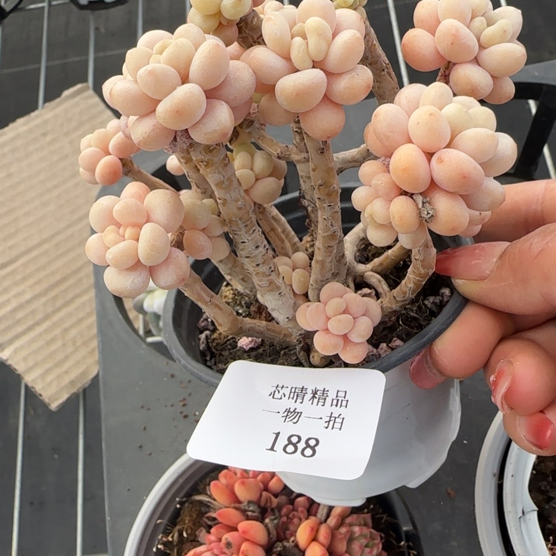 闪购精品多肉188号