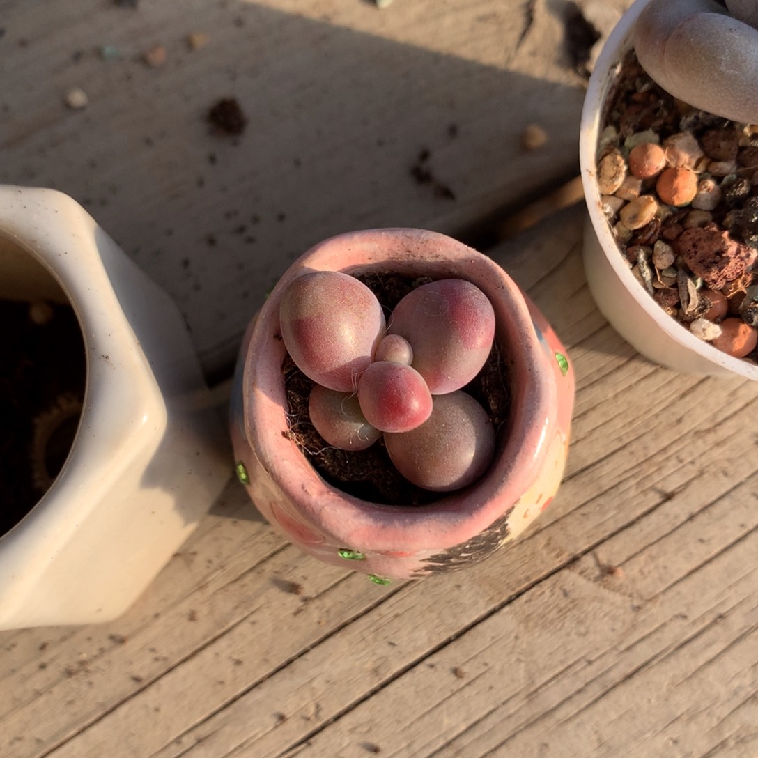 糖果奶酪多肉糖果奶酪