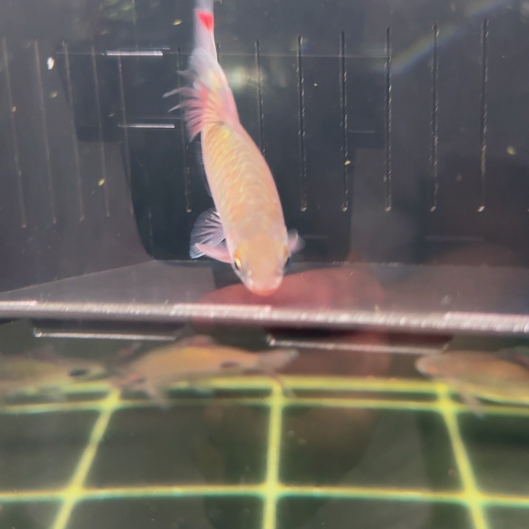 工具鱼9-10厘米紫红两点鲫