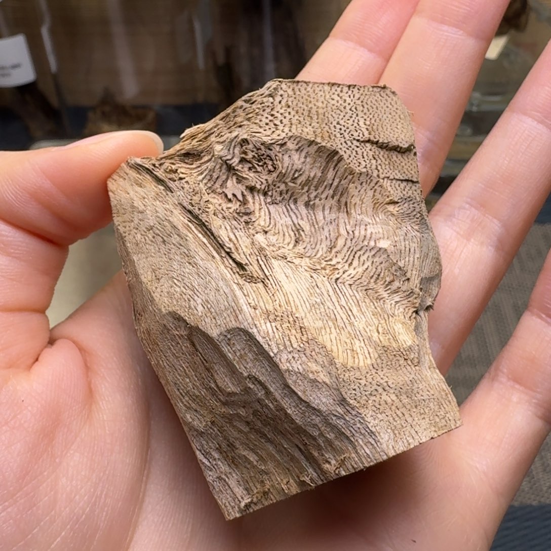 木海南大山树根油17克开播福利