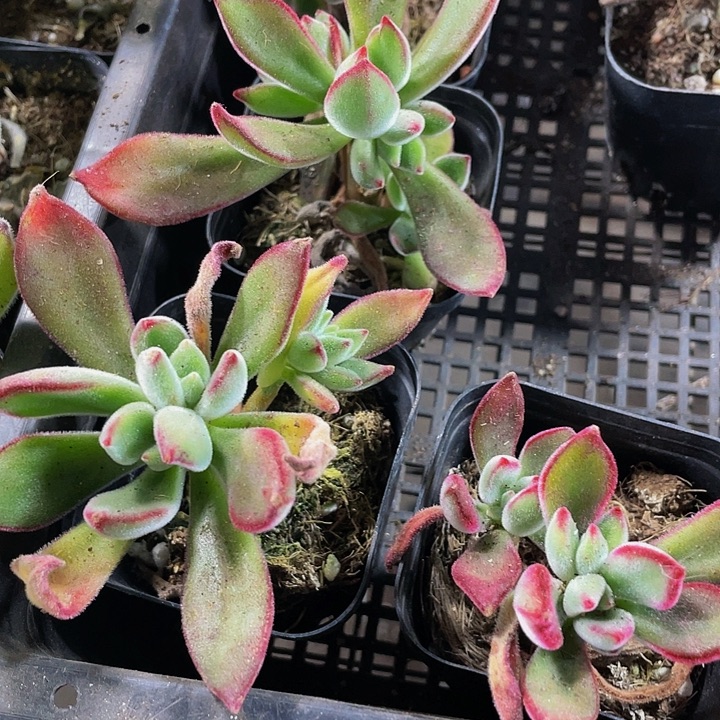 锦晃星带盆土发货