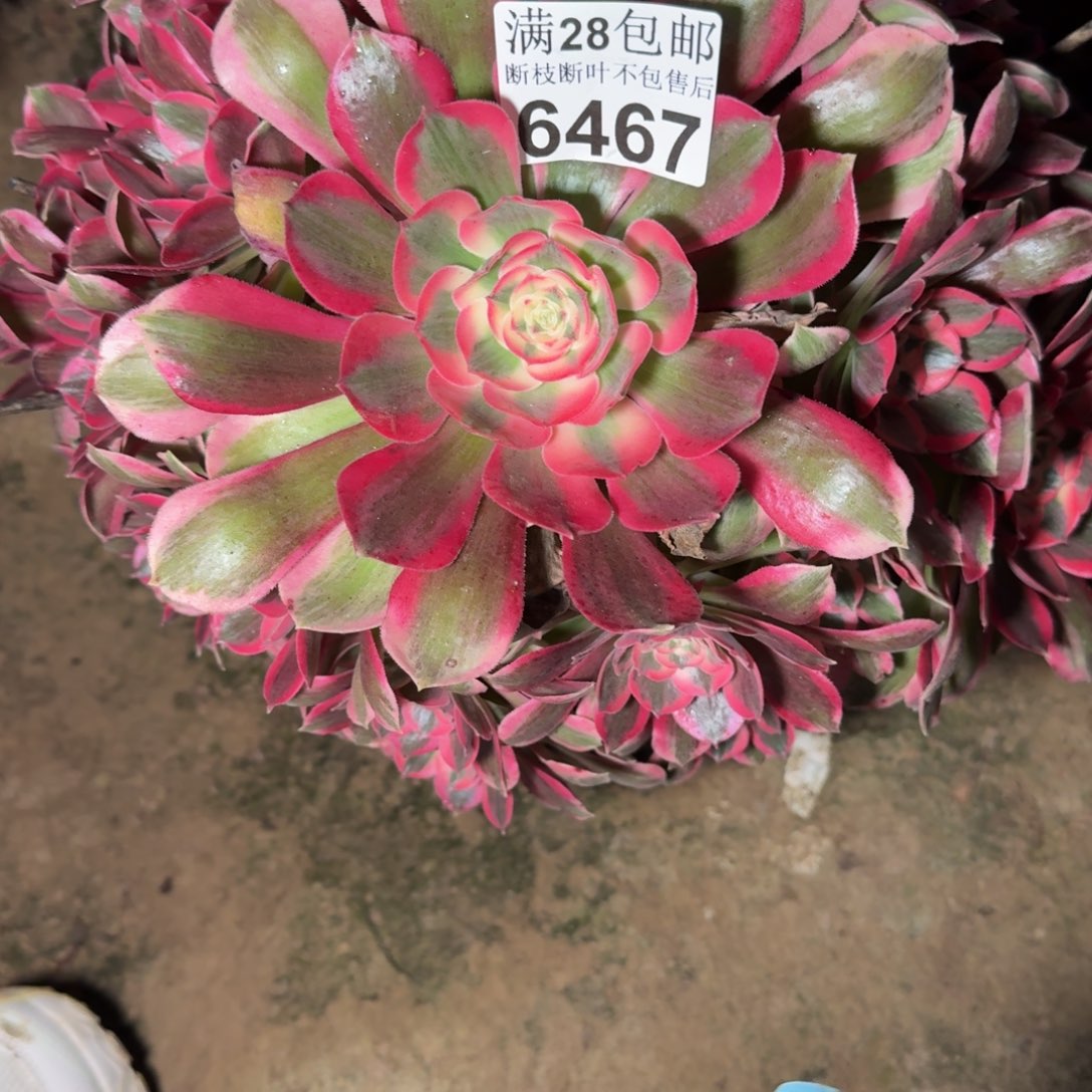 6467女郎多肉植物