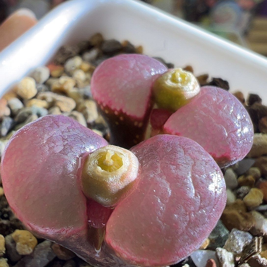 301#。 赤焰杂交红风铃