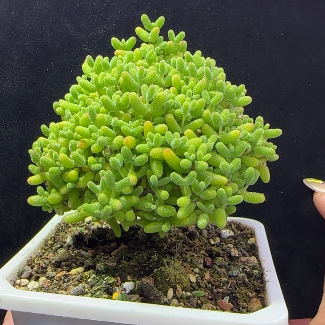 dy1211蜜橘圣诞树直杆开播福利