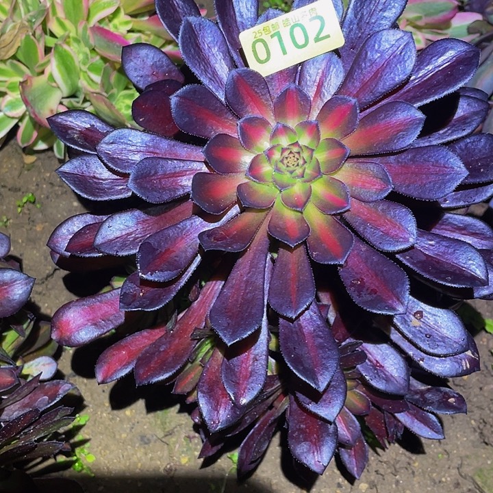 0102月亮石多肉植物