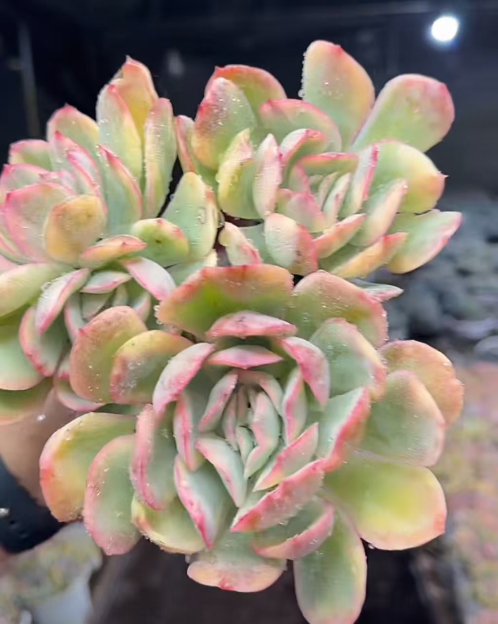 【绮罗锦】 多肉植物 绿植盆栽