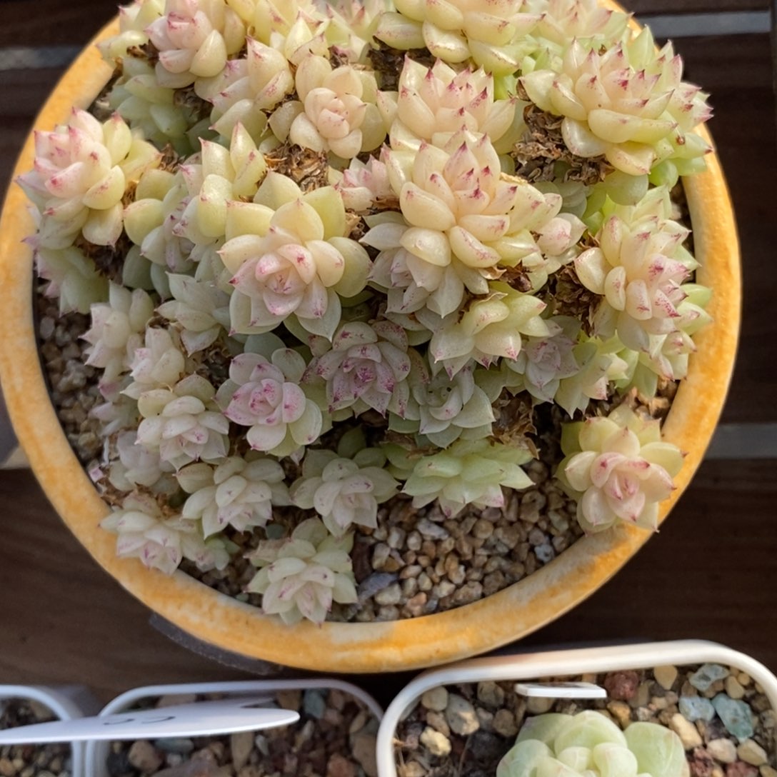 136东篱下多肉植物盆栽