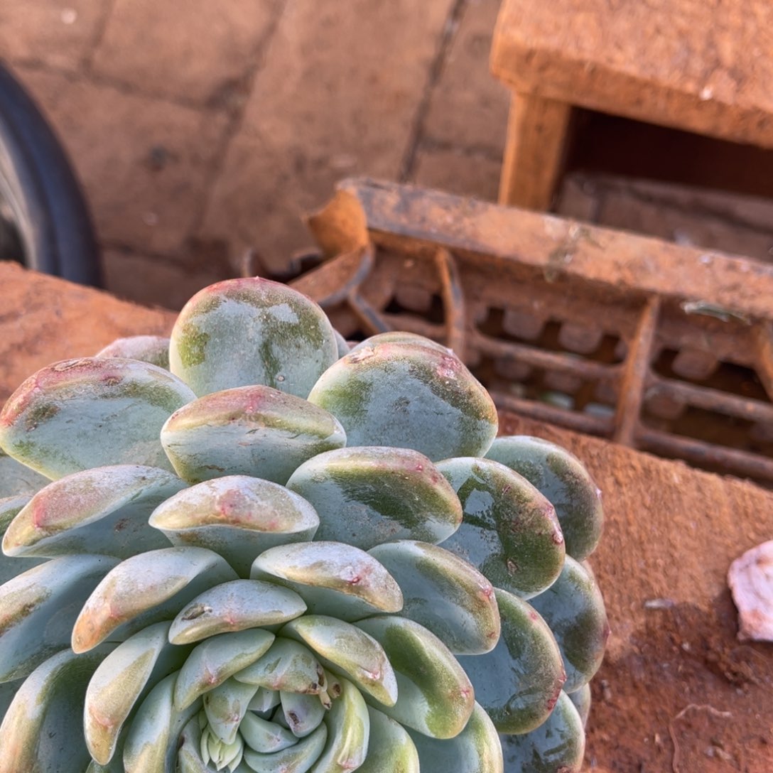 ٩****十级福利整装无砍